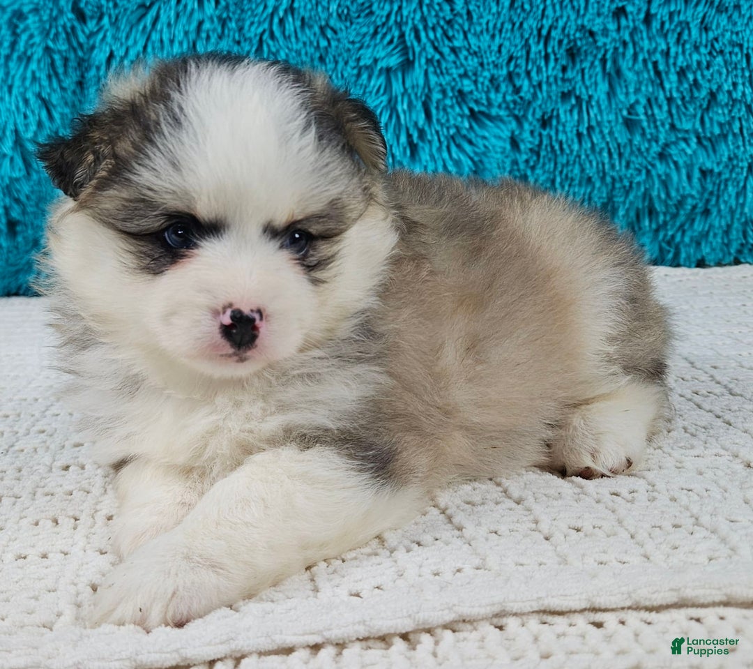 Pomsky dogs for sale: Pomsky 4 puppies - Image 1