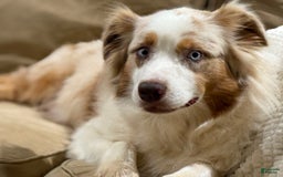 Australian Shepherd dogs for sale: Blueberry - Image 9