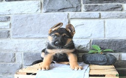German Shepherd dogs for sale: Jet - Image 2