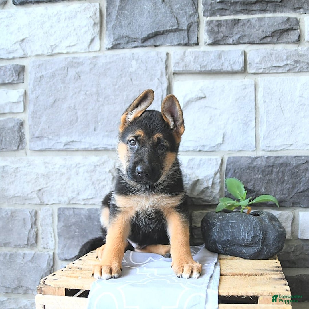 German Shepherd dogs for sale: Jet - Image 2