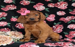 Irish Setter dogs for sale: Izzie - Image 1