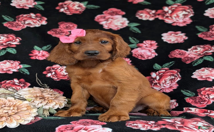 Irish Setter dogs for sale - Ad 5