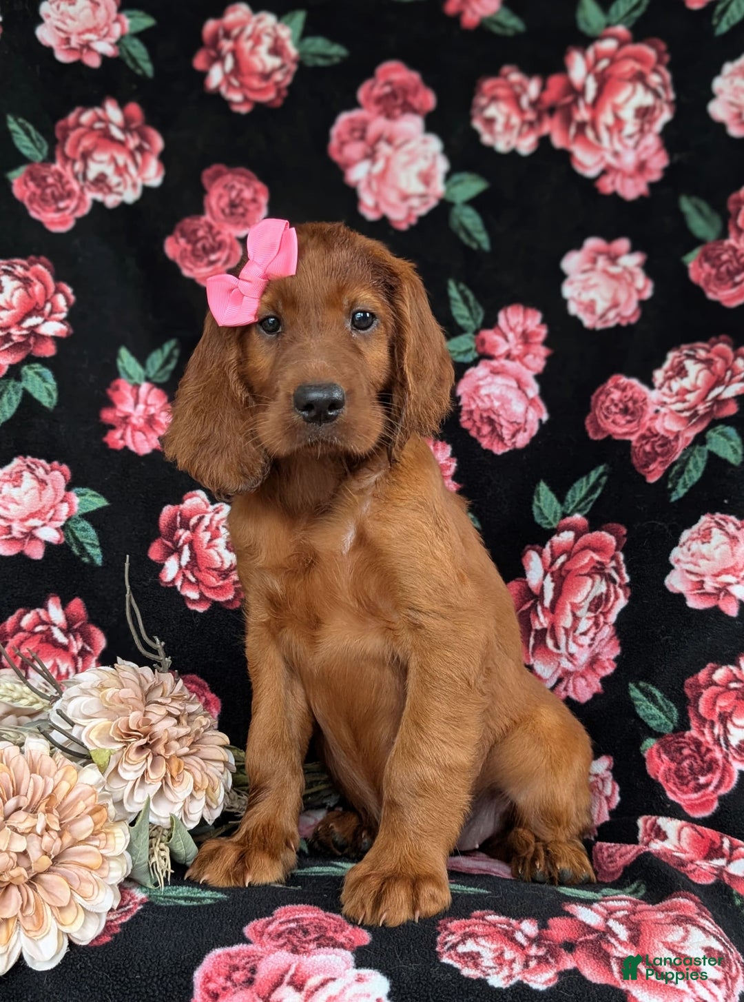 Irish Setter dogs for sale: Izzie - Image 1