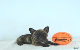 Frenchton dogs for sale: Zeke - Image 13