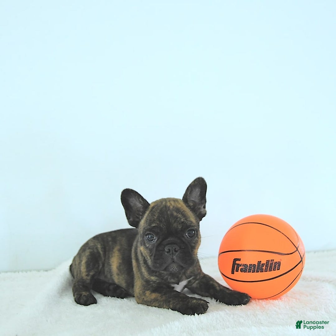 Frenchton dogs for sale: Zeke - Image 13