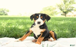 Greater Swiss Mountain Dog dogs for sale: Georgia - Image 4