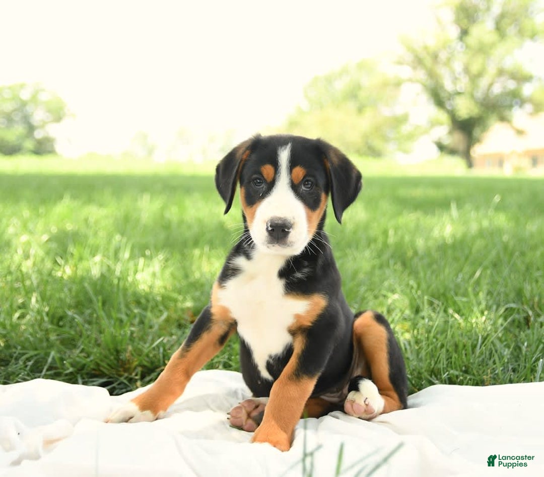 Greater Swiss Mountain Dog dogs for sale: Georgia - Image 4