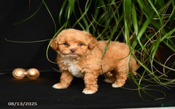 Teddy Bear dogs for sale: Reggie - Image 2