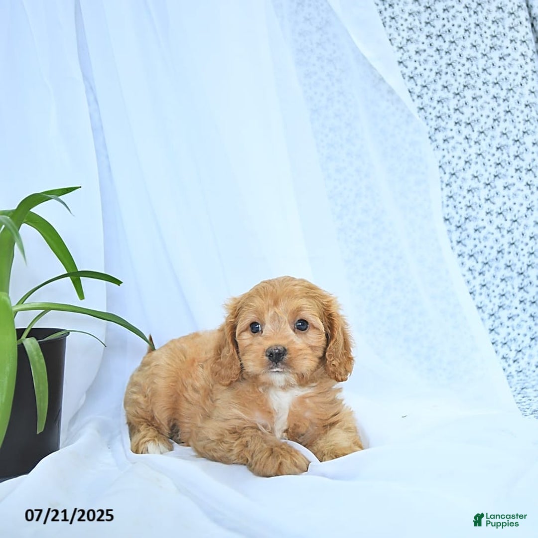 Cavapoo dogs for sale: Romeo - Image 2