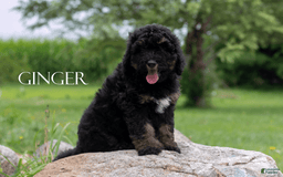Bernedoodle dogs for sale: Ginger - Image 8