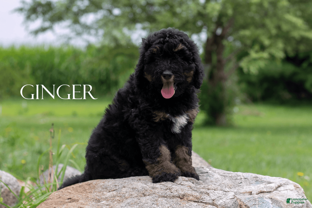 Bernedoodle dogs for sale: Ginger - Image 8