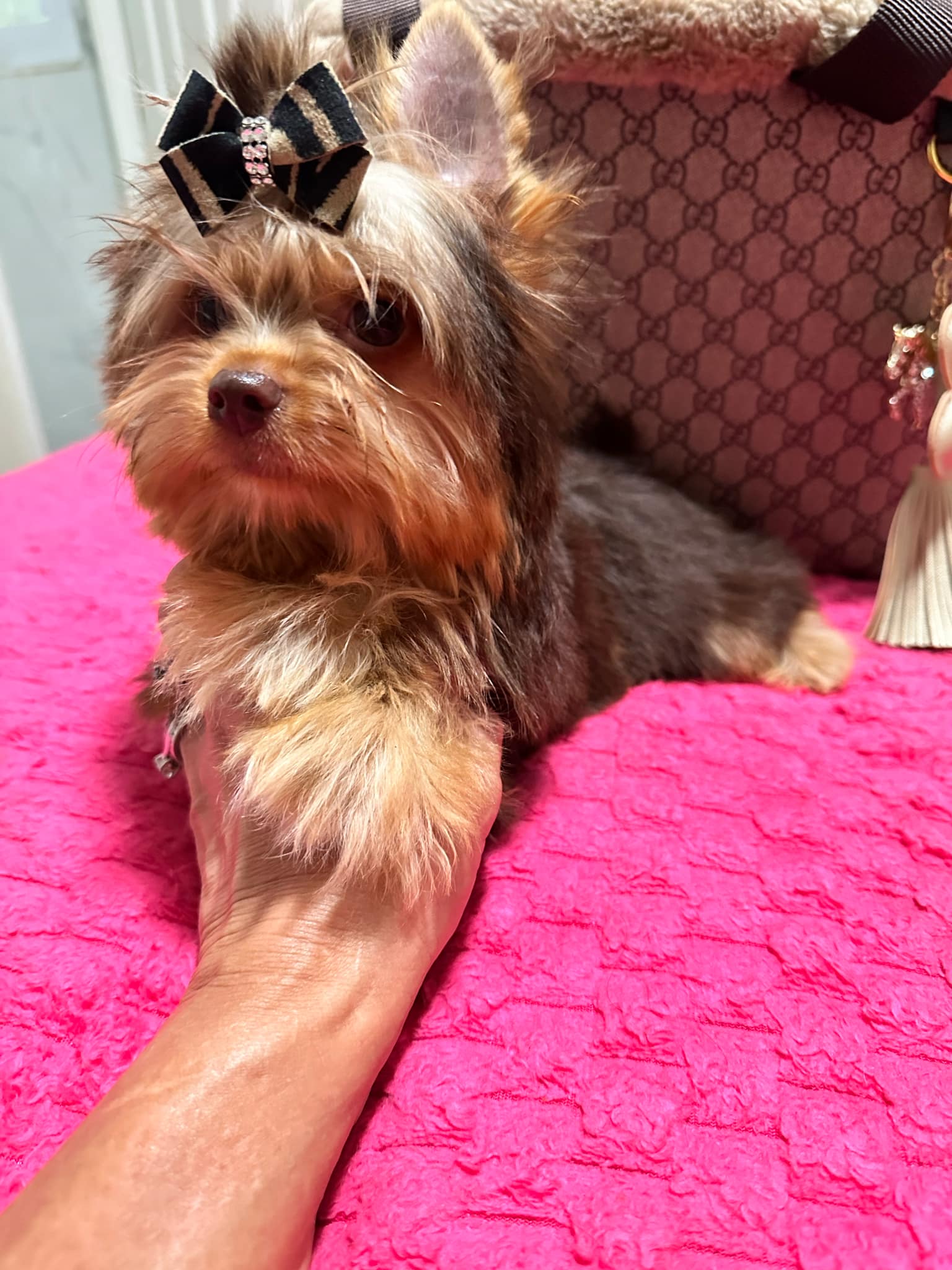 Yorkshire Terrier dogs for sale: Yorkshire Terrier 5 puppies - Image 28