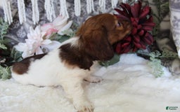 Miniature Dachshund dogs for sale: Gloria - Image 6
