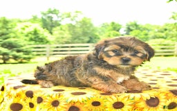 Shorkie dogs for sale: Elmer - Image 4