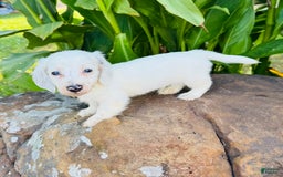 Miniature Dachshund dogs for sale: Blizzard LH - Image 3
