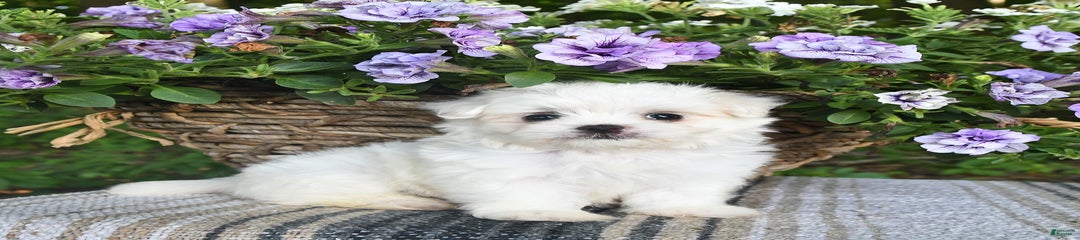 Jerry