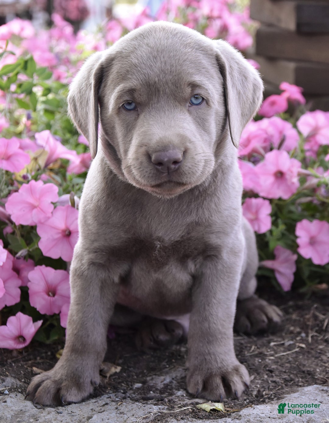 Labrador Retriever dogs for sale: Carl - Image 8