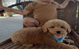 Bichpoo dogs for sale: Benson - Image 4