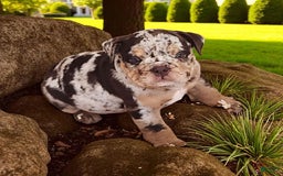 English Bulldog dogs for sale: Stoney - Image 10