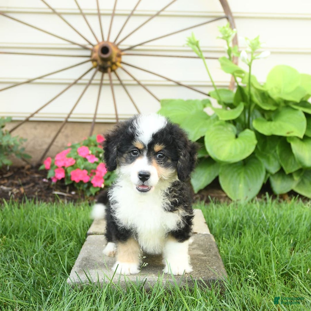 Mini Bernedoodle dogs for sale: Poppy - Image 5