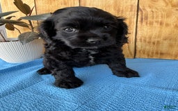 Cocker Spaniel dogs for sale: Tina - Image 9