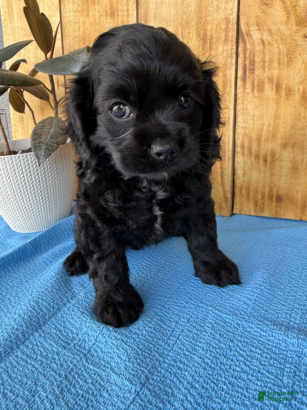 Cocker Spaniel dogs for sale: Tina - Image 9