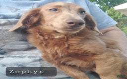 Miniature Dachshund dogs for sale: Smoke - Image 6