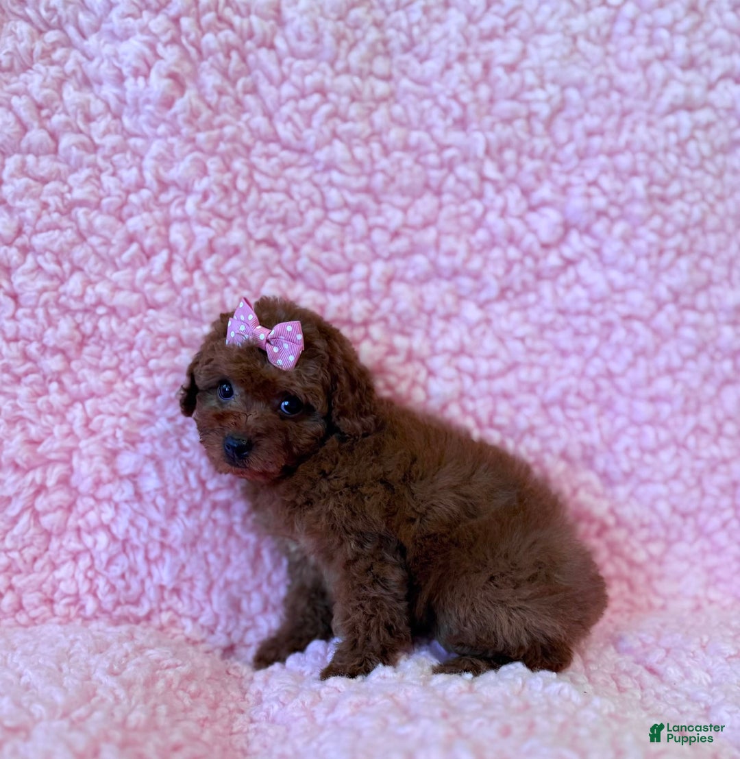 Toy Poodle dogs for sale: Wendy Akc Tiny-toy - Image 3