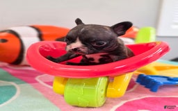 French Bulldog dogs for sale: Brinklee tiny Brindle - Image 2