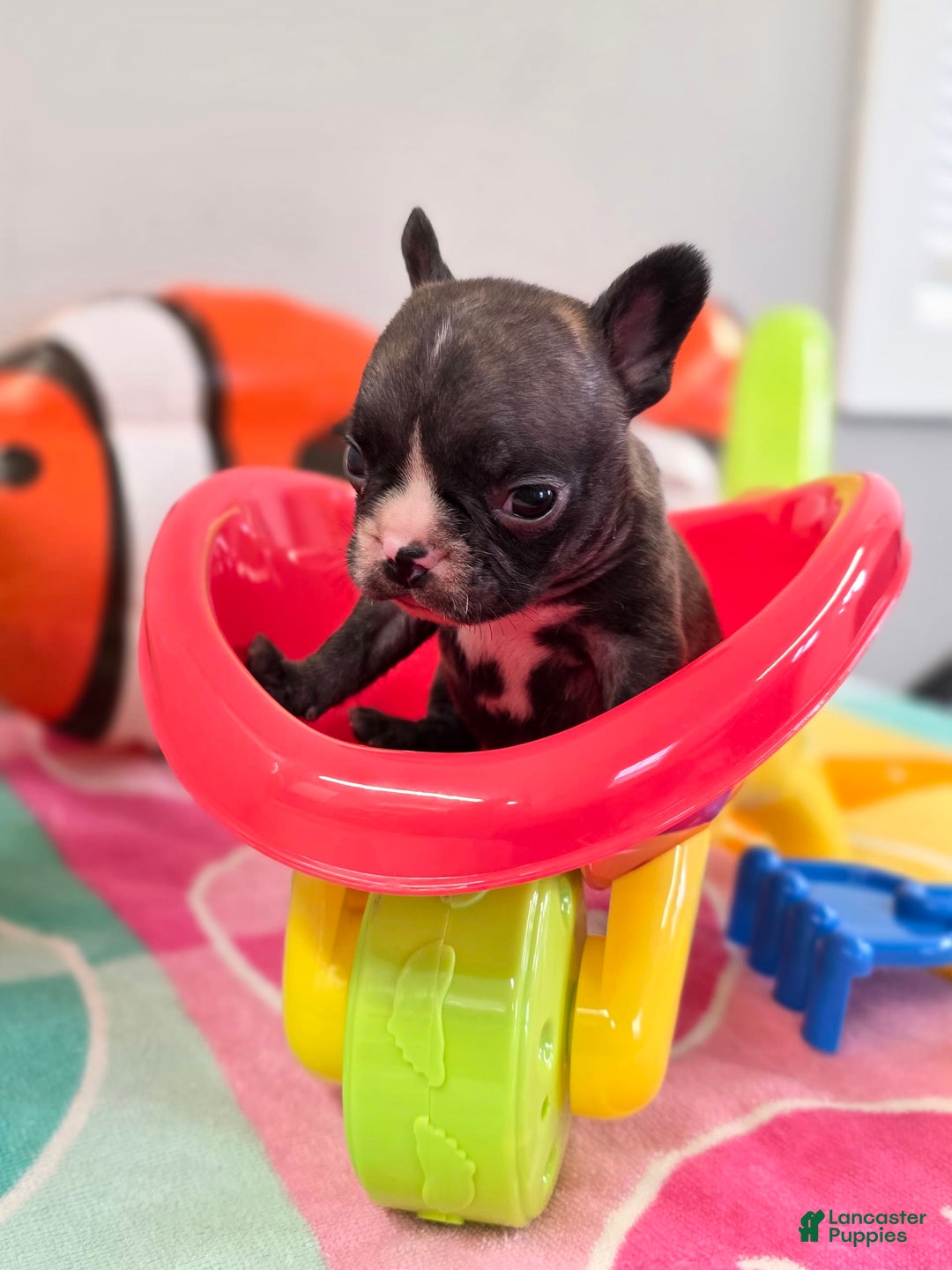 French Bulldog dogs for sale: Brinklee tiny Brindle - Image 2