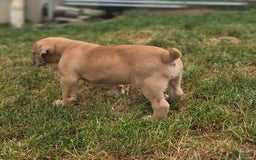 Cane Corso dogs for sale: Titan - Image 1