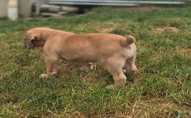 Cane Corso dogs for sale - Ad 1
