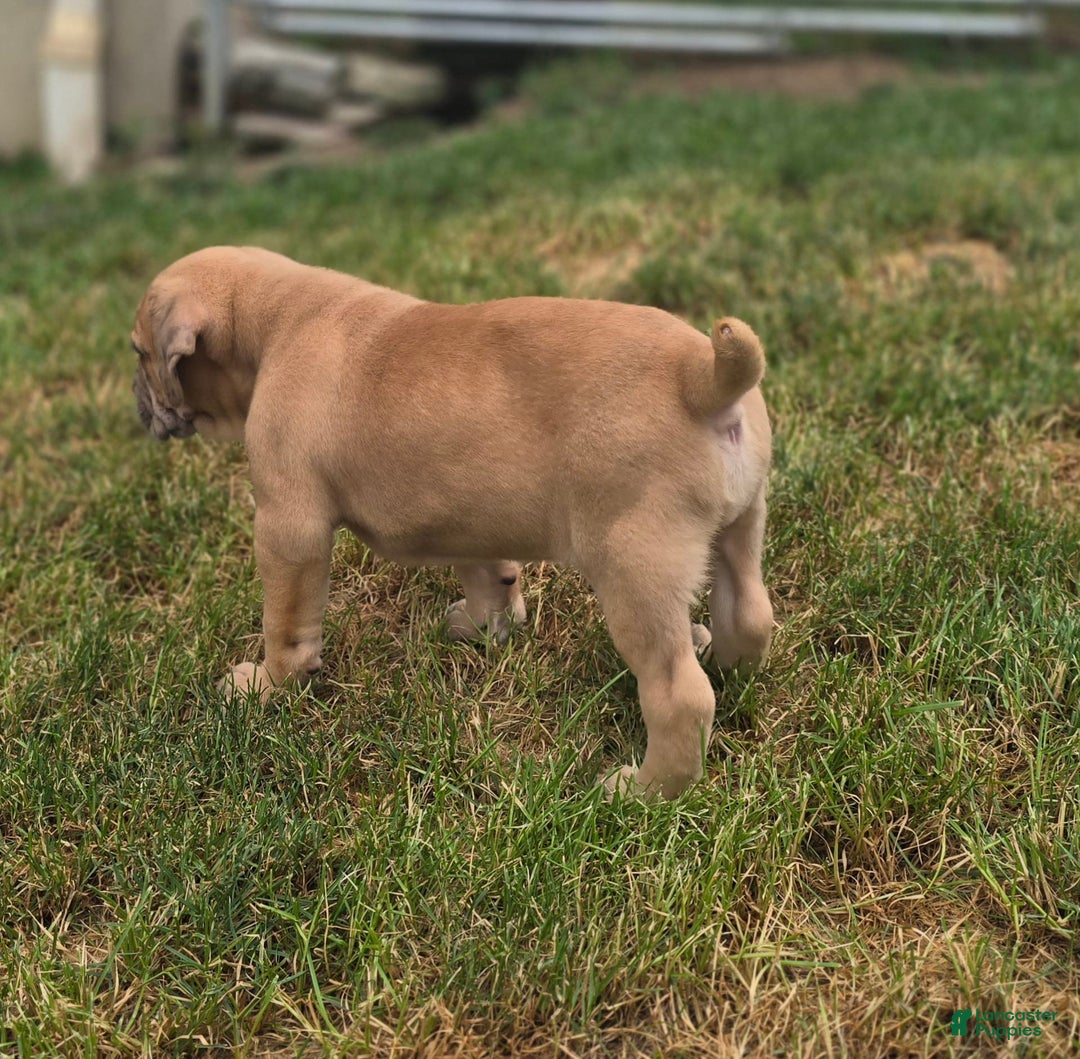 Cane Corso dogs for sale: Titan - Image 1