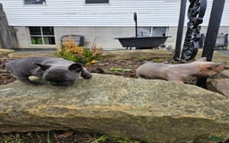 French Bulldog dogs for sale: Blue - Image 2