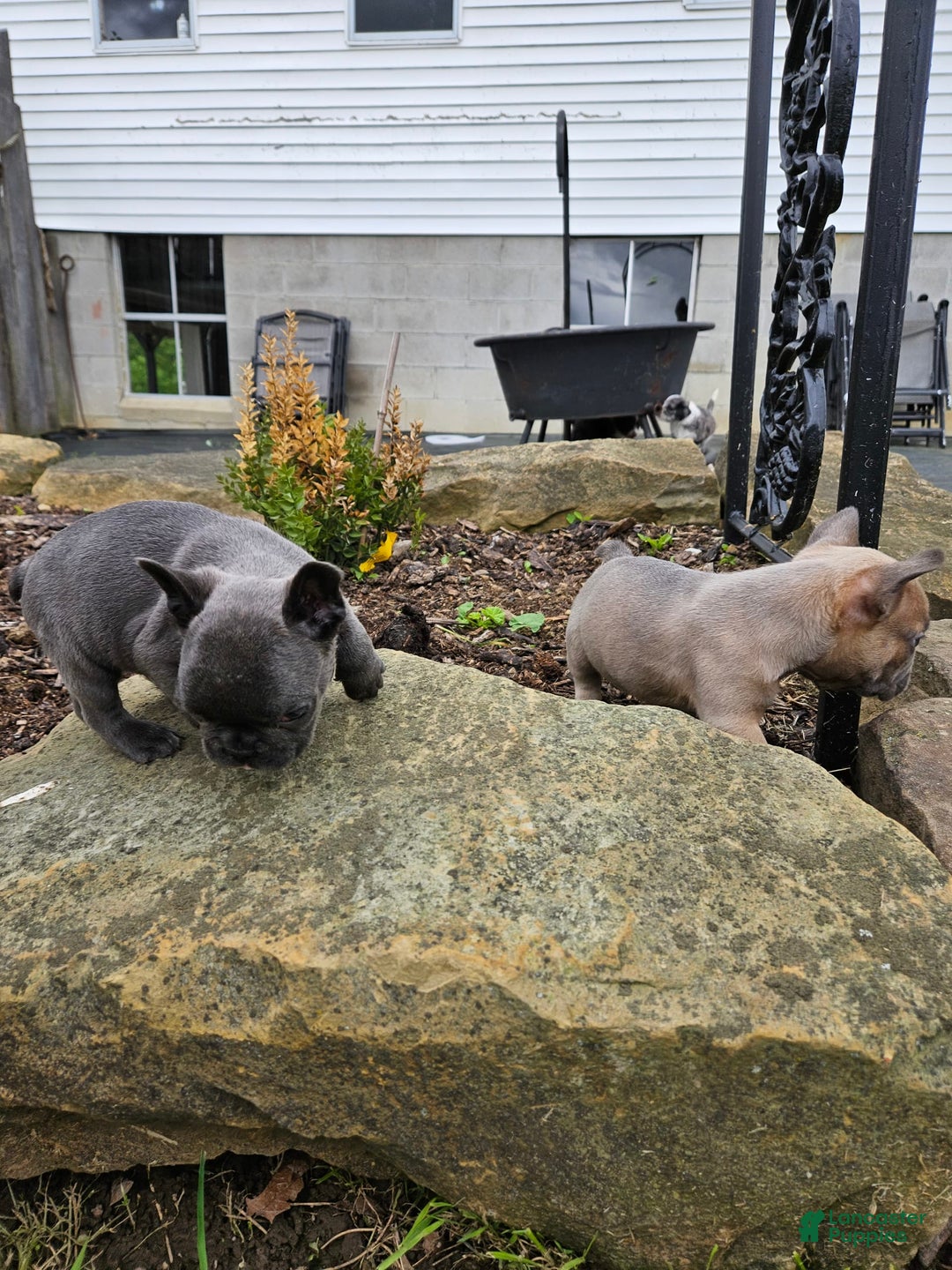 French Bulldog dogs for sale: Blue - Image 2