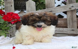 Bichpoo dogs for sale: Eric - Image 2