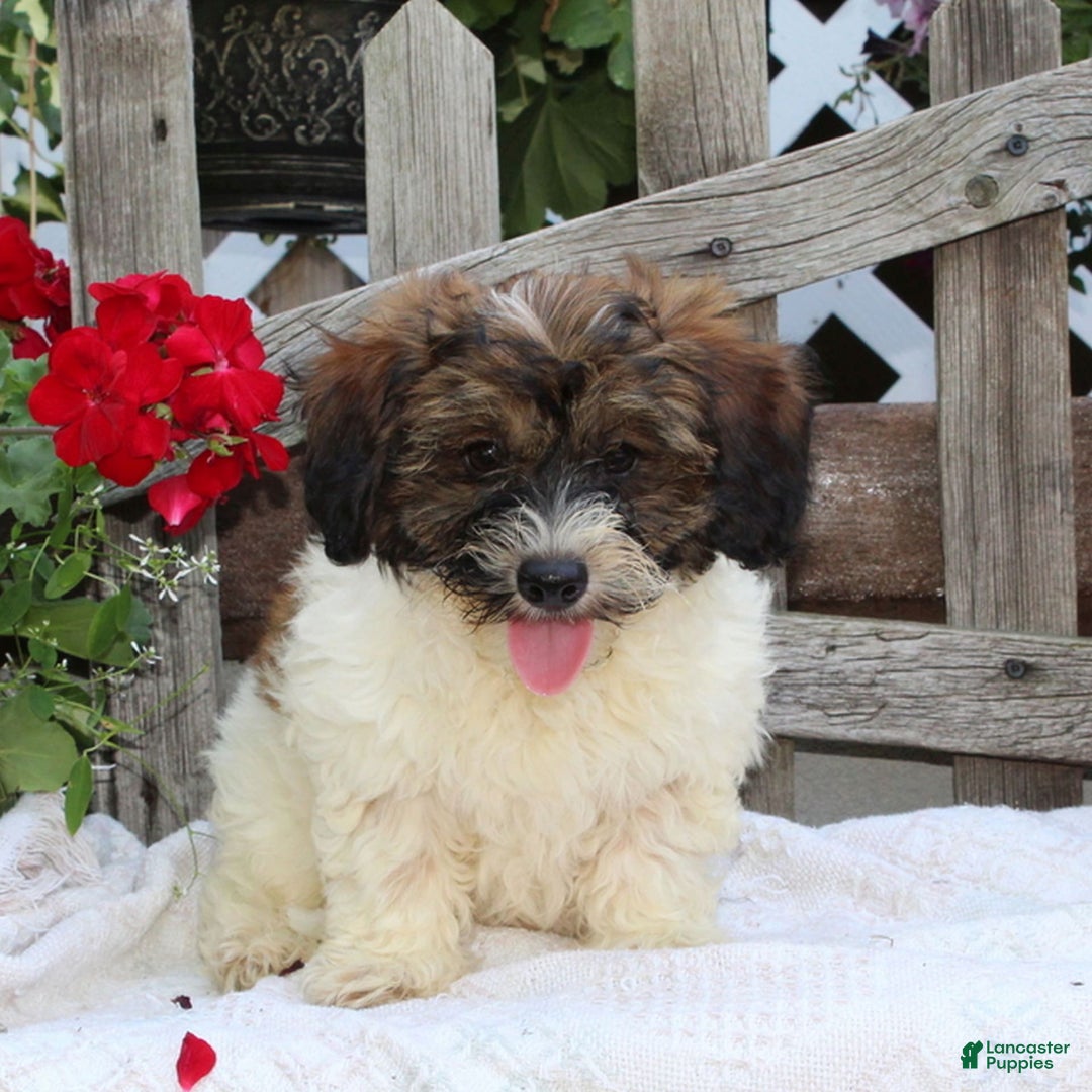 Bichpoo dogs for sale: Eric - Image 2
