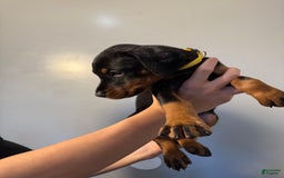 Doberman Pinscher dogs for sale: Yellow Collar - Image 5