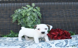 Jack Russell Terrier dogs for sale: Tia - Image 1