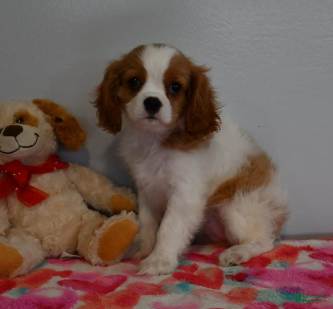 Cavalier King Charles Spaniel dogs for sale: Pearl - Image 3
