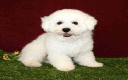 Bichon Frise dogs for sale: Unicorn - Image 12