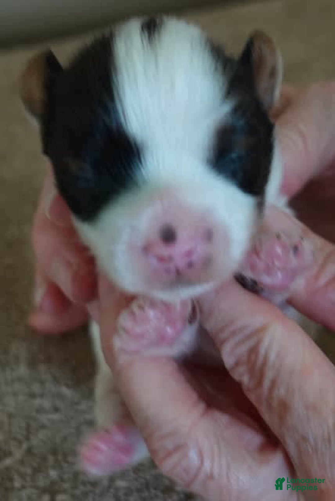 Yorkshire Terrier dogs for sale: Bambi - Image 1