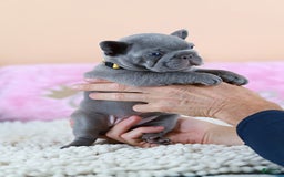 French Bulldog dogs for sale: Diana - Image 1