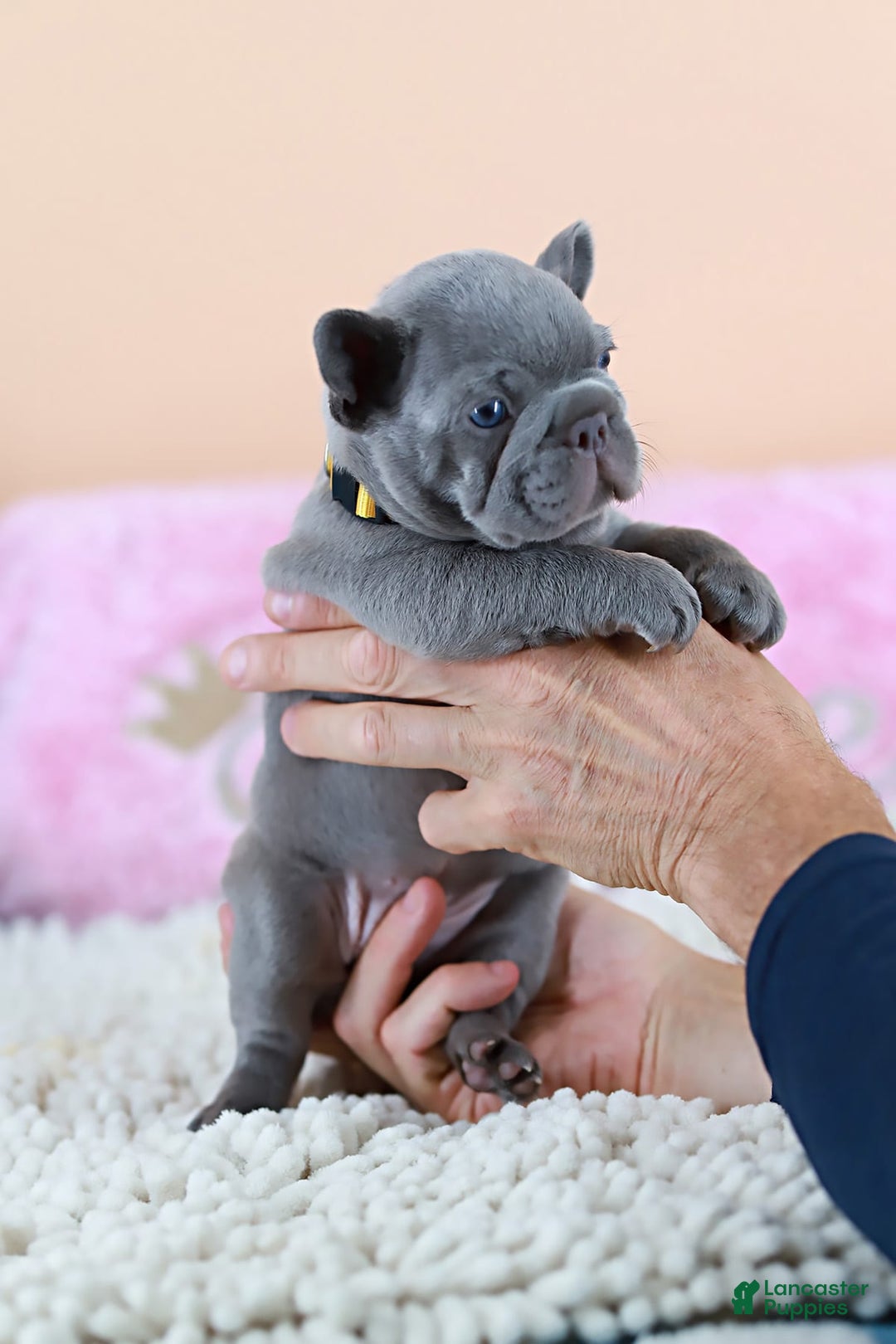 French Bulldog dogs for sale: Diana - Image 1
