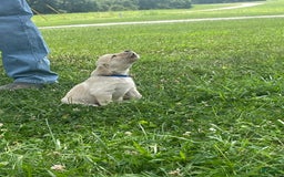 Golden Retriever dogs for sale: Blue - Image 2