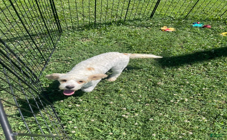 Cavapoo dogs for sale - Ad 2