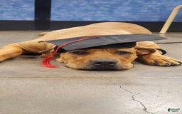 South African Boerboels dogs for sale: Bella - Image 6