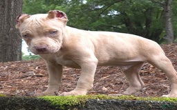 Cane Corso dogs for sale: Mr. Blue Eye Clouds - Image 4