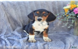 Beagle dogs for sale: Toto - Image 3