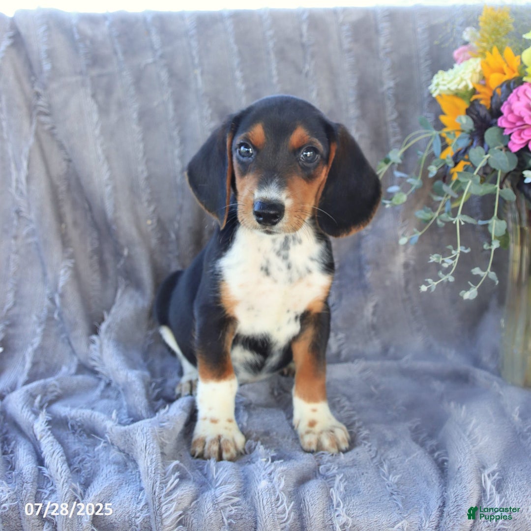 Beagle dogs for sale: Toto - Image 3